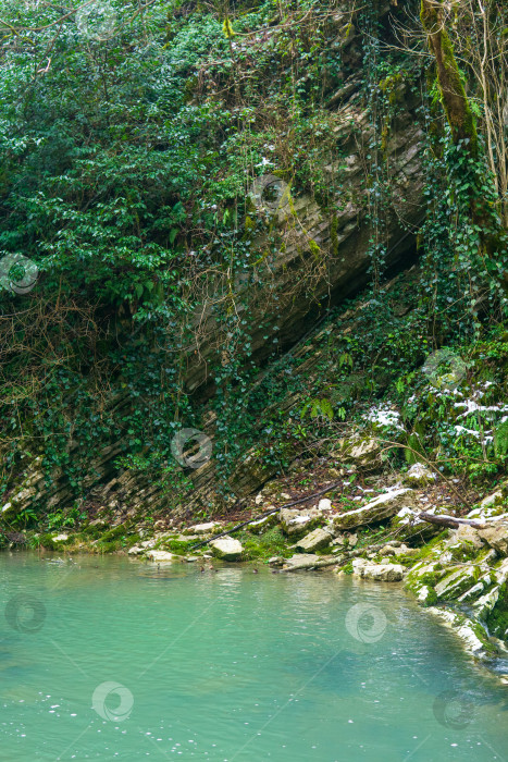 Скачать река, текущая в лесу с зелеными листовыми растениями и скалами. фотосток Ozero