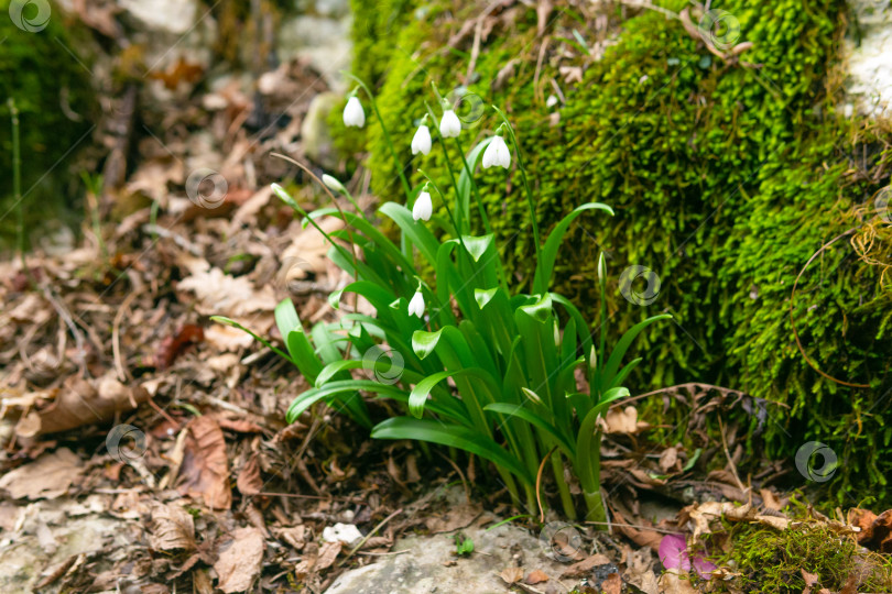 Скачать Красивые цветы подснежника, растущие в лесу. Весенний фон. фотосток Ozero