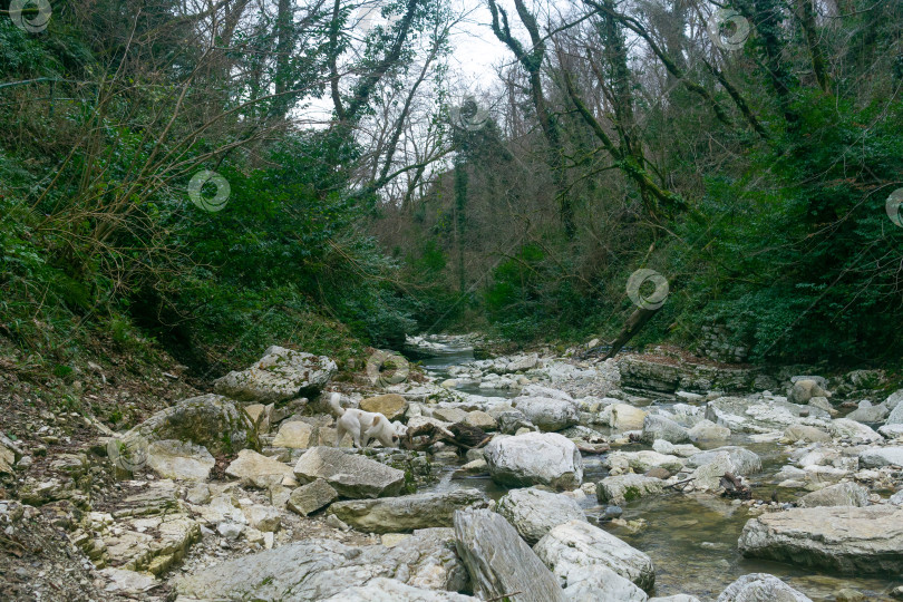 Скачать Горная река в лесу зимой фотосток Ozero