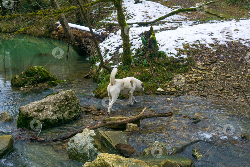 Скачать Белая собака зимой переходит ручей в лесу. фотосток Ozero