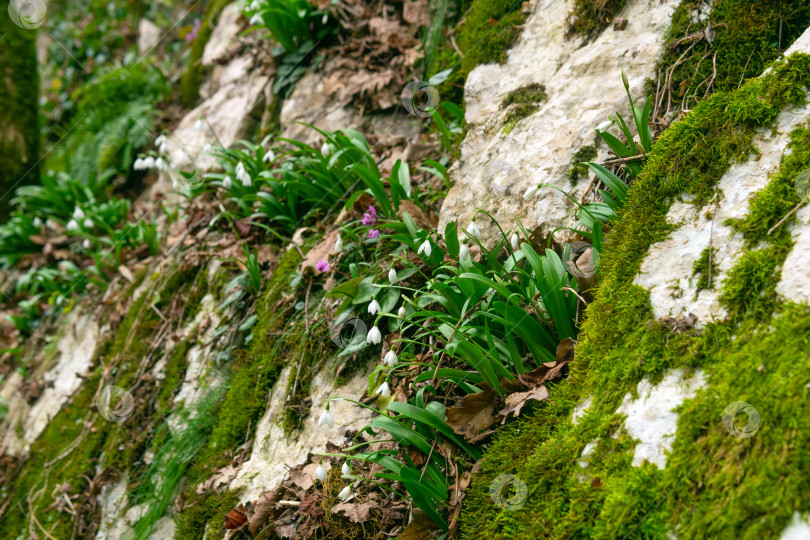 Скачать подснежники растут на скалах в горном лесу. Выборочный подход. фотосток Ozero