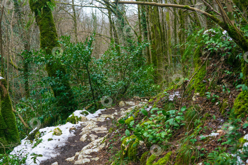 Скачать Тропинка в горном субтропическом лесу со снегом и зелеными деревьями зимой фотосток Ozero