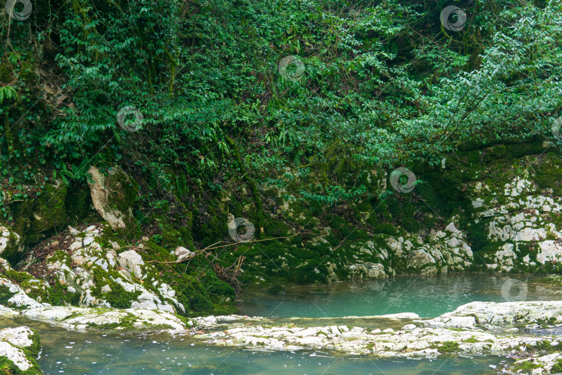 Скачать Горный ручей в лесу. На фоне зеленой природы. Горная река в лесу. фотосток Ozero