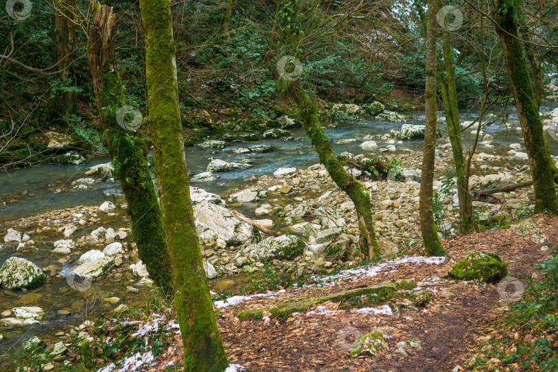 Скачать Замшелые деревья на берегах горной реки зимой фотосток Ozero