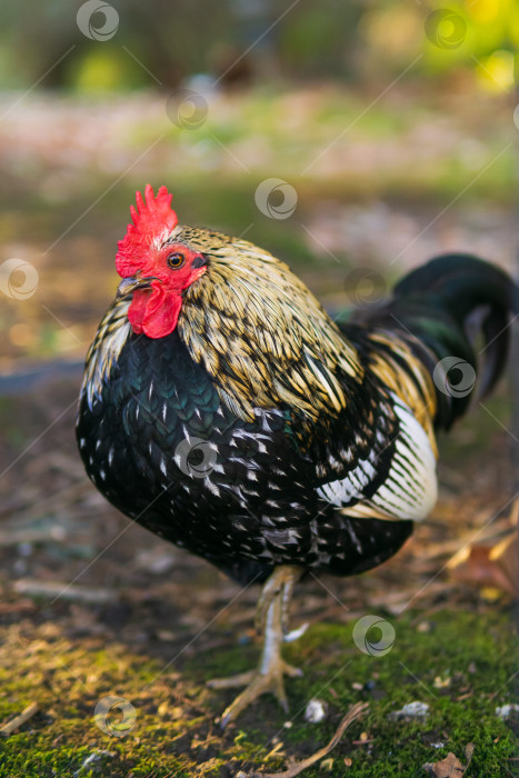 Скачать Разноцветный петух на ферме. фотосток Ozero