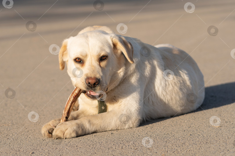 Скачать Собака Лабрадор Лежит На Парковой Дороге С Лакомством фотосток Ozero