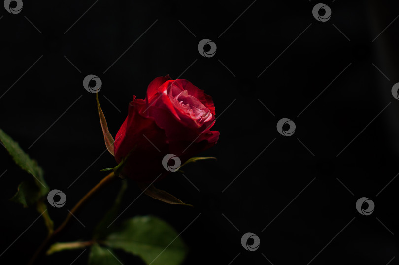 Скачать Красная роза на черном фоне фотосток Ozero
