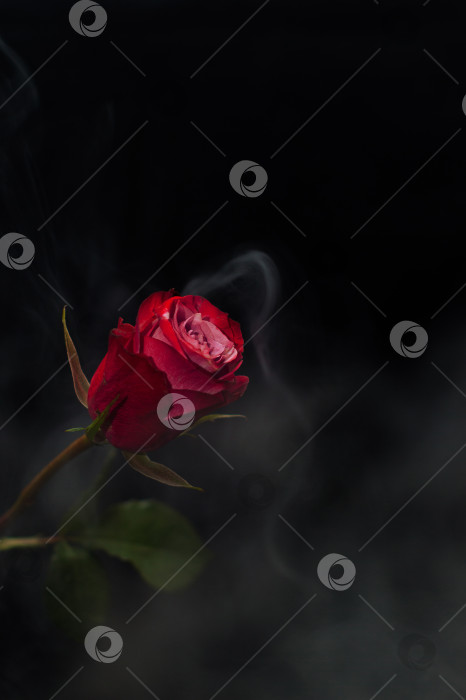 Скачать Красная роза в дыму фотосток Ozero