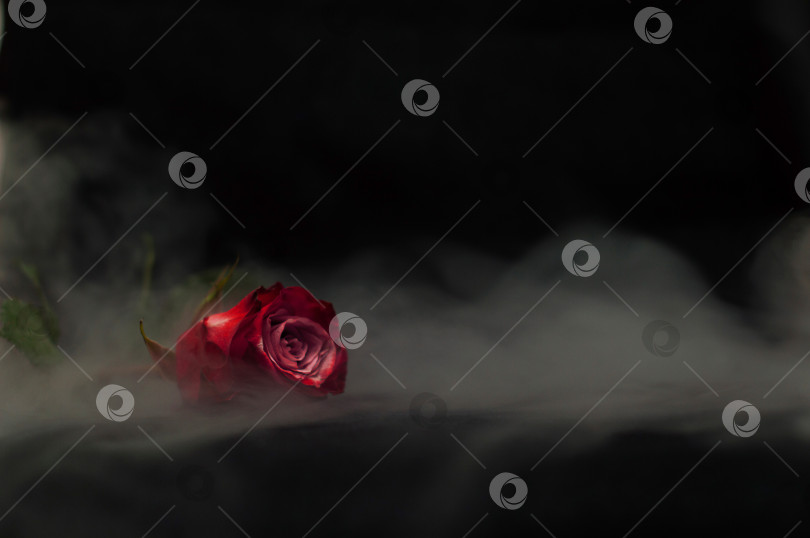 Скачать Красная роза в дыму фотосток Ozero