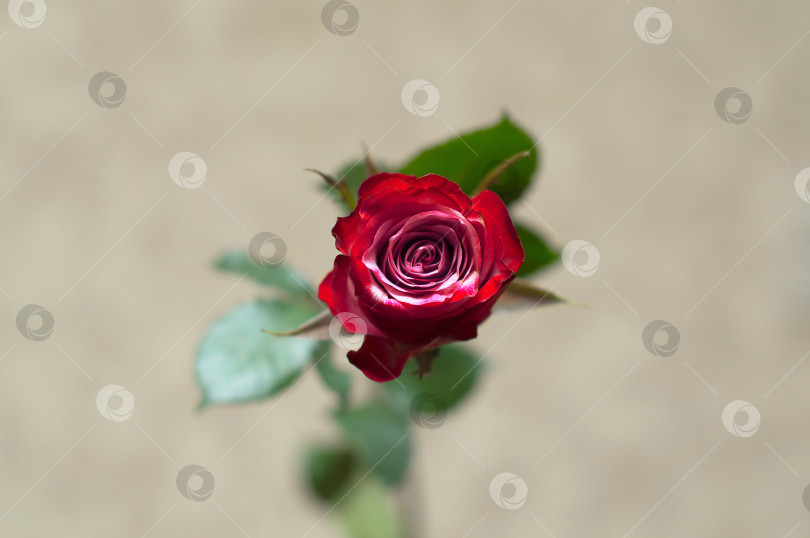 Скачать Красная роза на фоне белого дыма с зелеными листьями фотосток Ozero