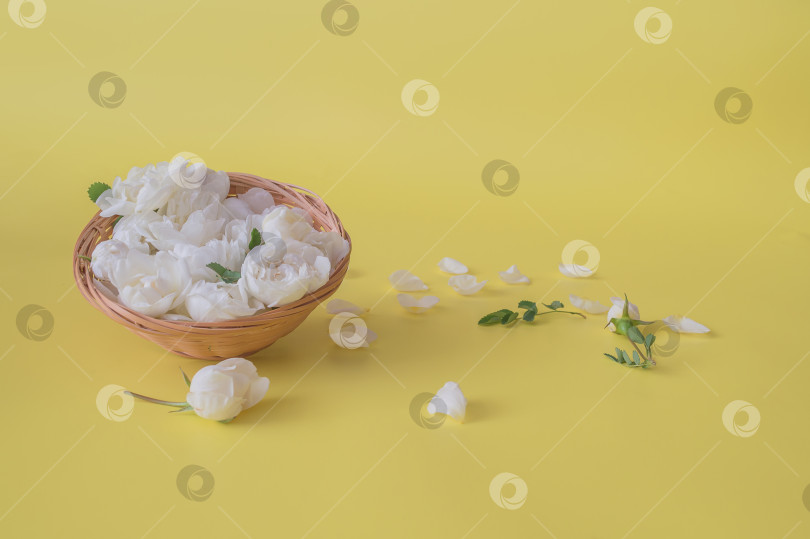 Скачать Белые цветы в корзине на желтом фоне фотосток Ozero