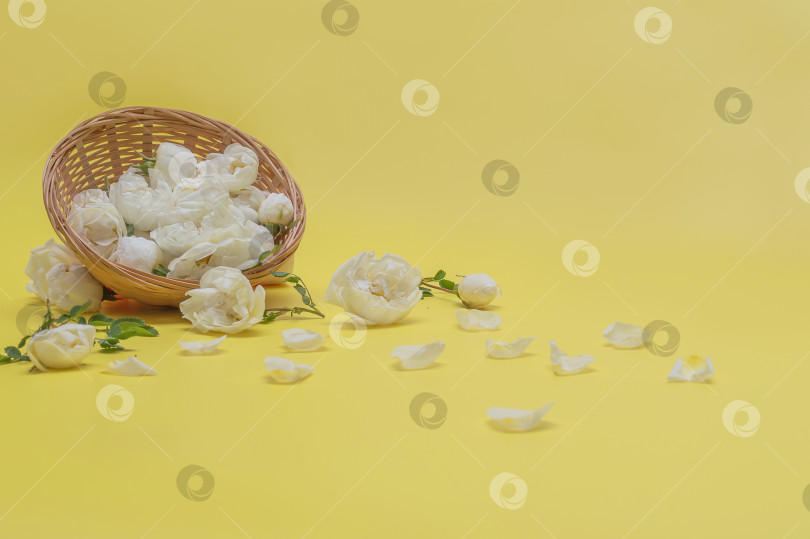 Скачать Корзина с розами на желтом фоне фотосток Ozero