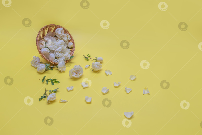 Скачать Корзина с белыми розами на жёлтом фоне фотосток Ozero
