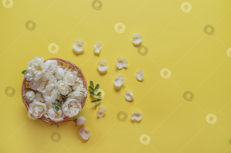 Скачать Корзина с белыми розами фотосток Ozero