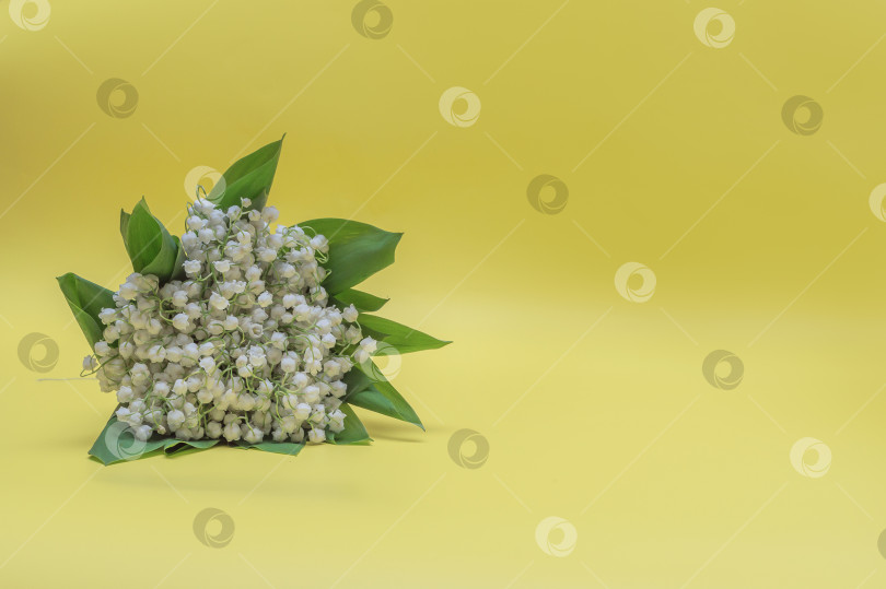 Скачать Букет белых ландышей на желтом фоне фотосток Ozero