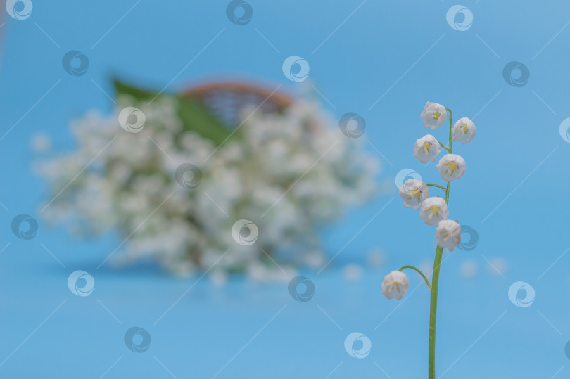 Скачать Ландыши на голубом фоне фотосток Ozero