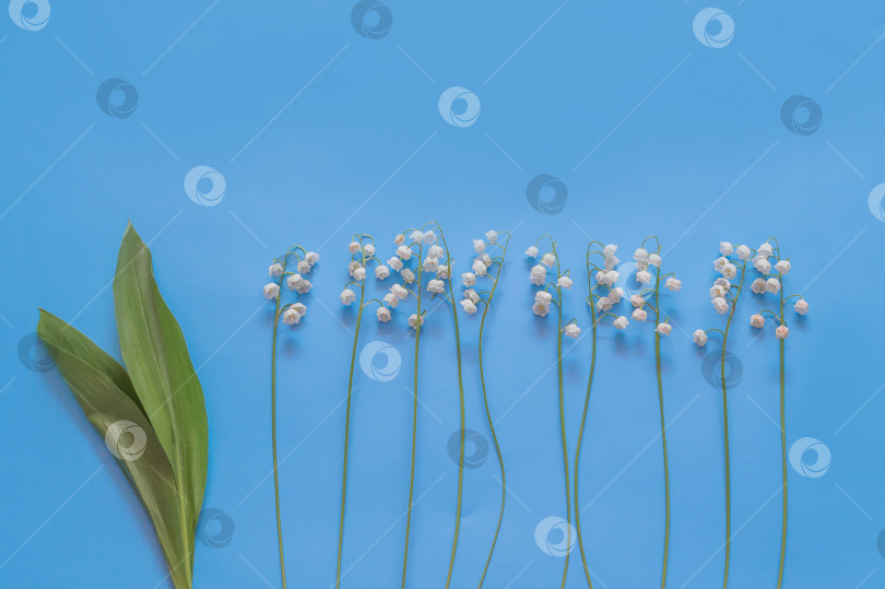 Скачать Ландыши на голубом фоне фотосток Ozero