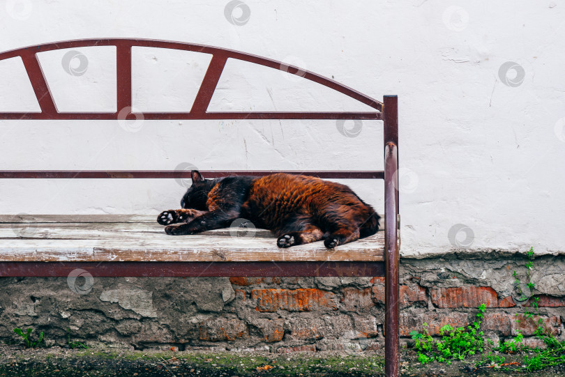 Скачать Кошка лежит на скамейке. фотосток Ozero