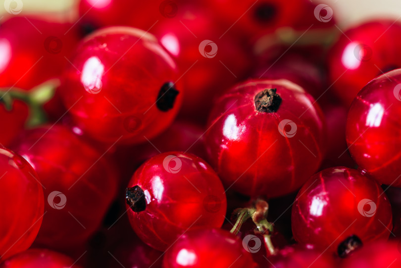 Скачать Фон из спелой Красной смородины. фотосток Ozero
