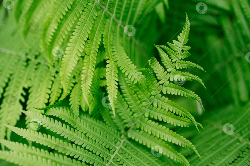 Скачать Фон с зеленой текстурой листьев папоротника, естественное пространство для копирования фотосток Ozero