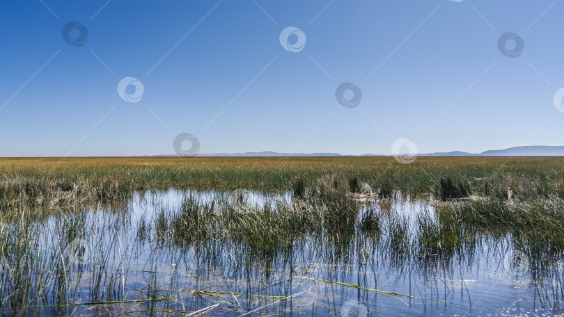 Скачать В высокогорном озере растут заросли тростника тотора. фотосток Ozero
