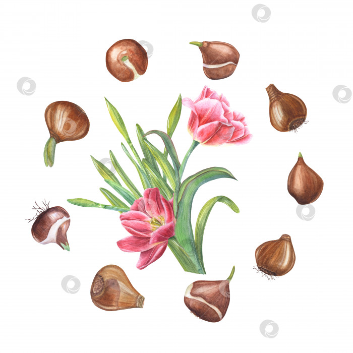 Скачать Акварельная круглая иллюстрация цветочных луковиц с тюльпанами, нарциссами в центре, изолированных на белом фоне. Ботаническая рамка для дизайна открыток, книг, наклеек с логотипами, этикеток, баннеров, шаблонов фотосток Ozero