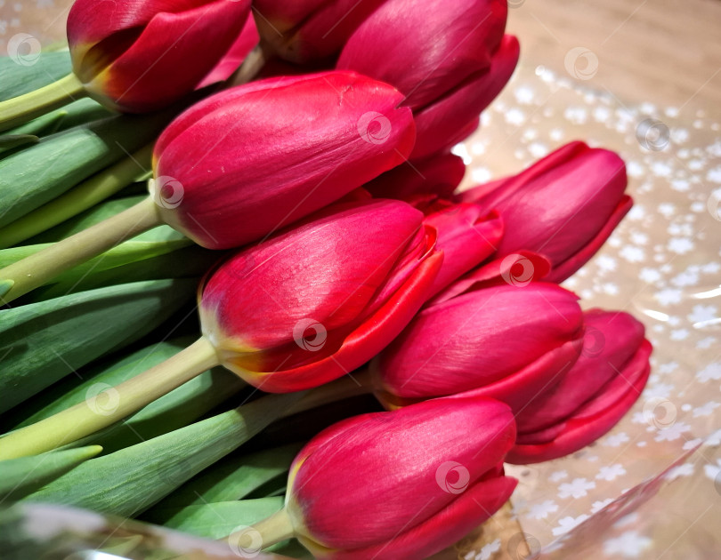 Скачать Яркие малиновые тюльпаны фотосток Ozero