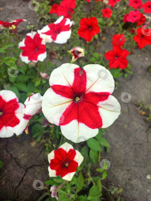 Скачать Красные и красно-белые цветы петуния фотосток Ozero