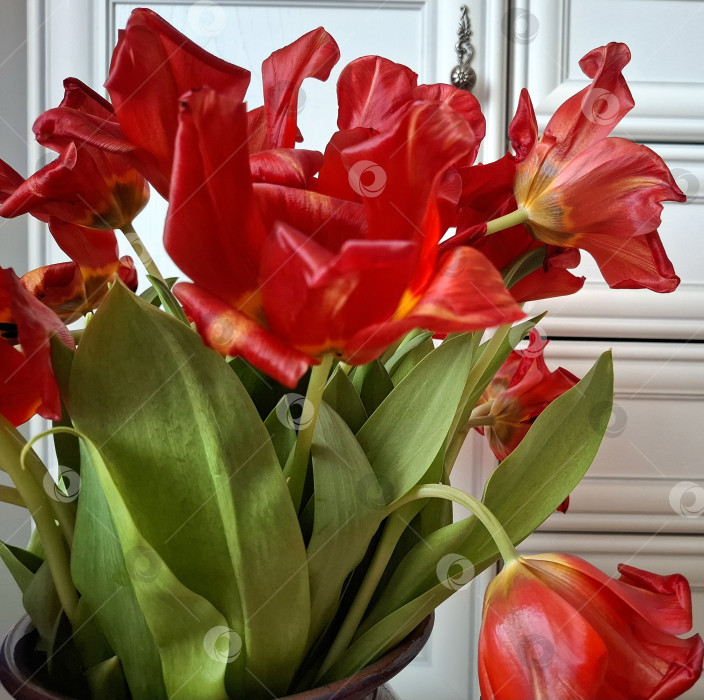 Скачать Распустившиеся красные, оранжевые тюльпаны на фоне белой мебели фотосток Ozero