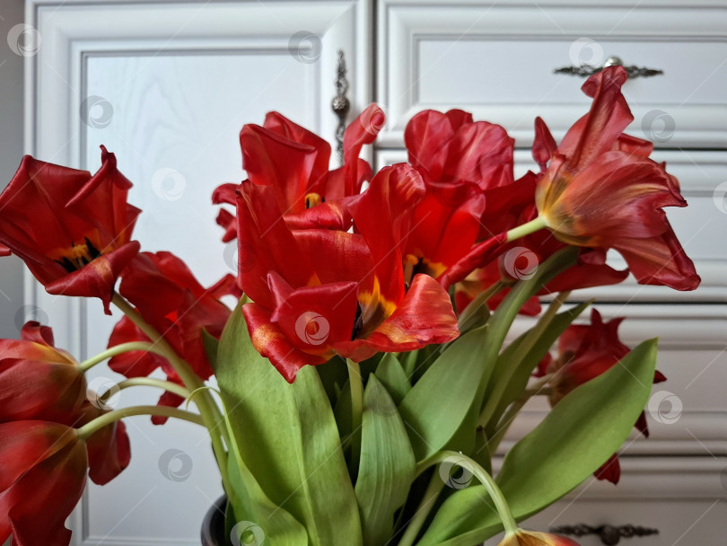 Скачать Букет распустившихся красных, оранжевых тюльпанов фотосток Ozero