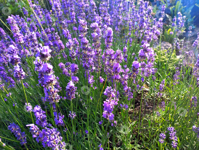 Скачать Цветущая лаванда крупным планом фотосток Ozero