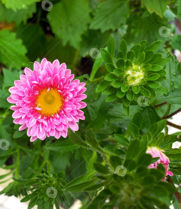 Скачать Розовая астра крупным планом, вид сверху фотосток Ozero