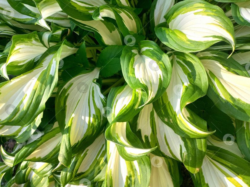 Скачать Большие бело-зеленые листья хосты крупным планом фотосток Ozero