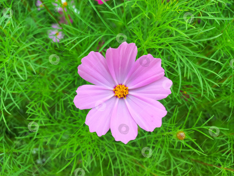 Скачать Сиреневый цветок космея на фоне зеленой травы крупным планом фотосток Ozero