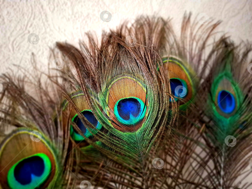 Скачать Перья павлина крупным планом на фоне светлой стены фотосток Ozero