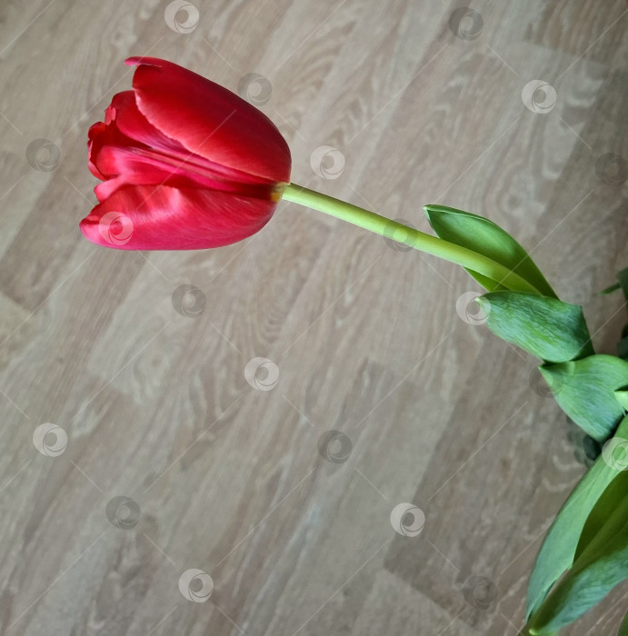 Скачать Красный тюльпан на деревянном фоне фотосток Ozero