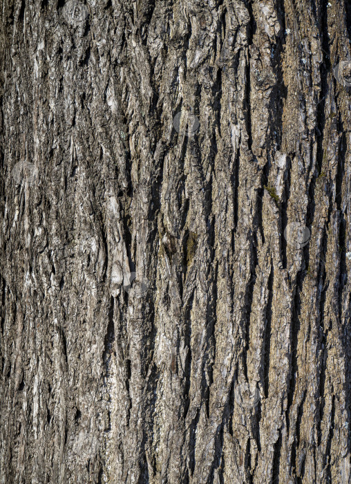 Скачать Грубая неровная текстура липовой коры. Абстрактный фон из натурального дерева для вашего дизайна. фотосток Ozero