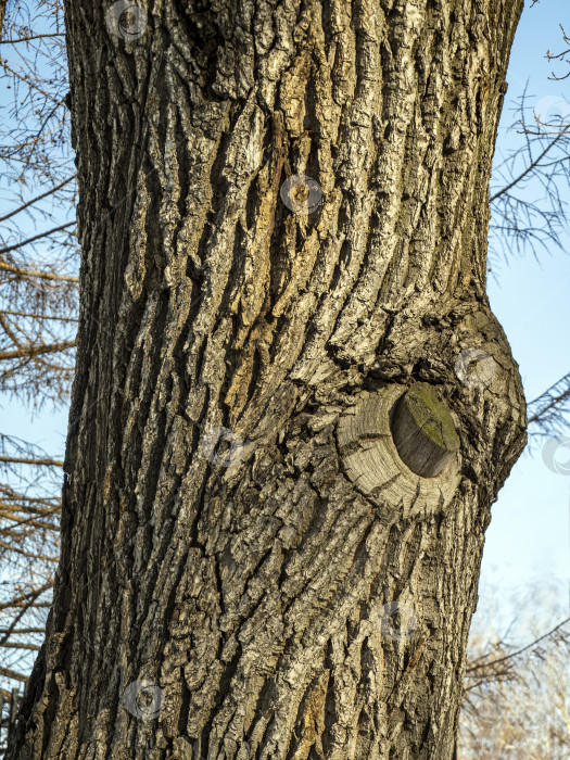 Скачать Крупный план части ствола липы со срезанной веткой. Грубая неровная текстура коры липы. фотосток Ozero