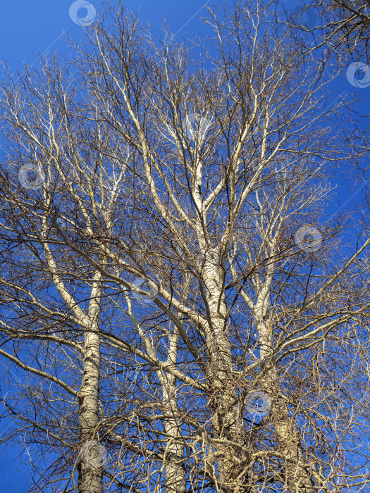 Скачать Величественные стволы тополей поднимаются к голубому весеннему небу. Неподалеку растет группа высоких серебристых тополей. На деревьях нет листьев. Естественный солнечный фон с тополями. фотосток Ozero