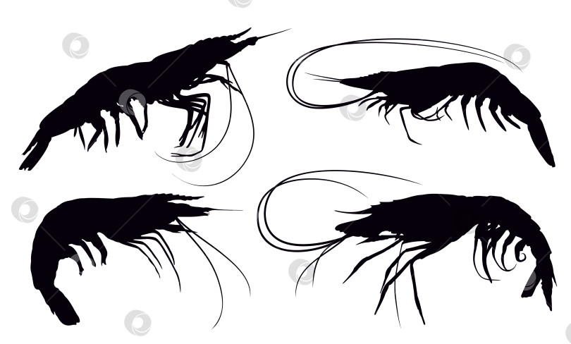 Скачать Набор силуэтов креветок. фотосток Ozero