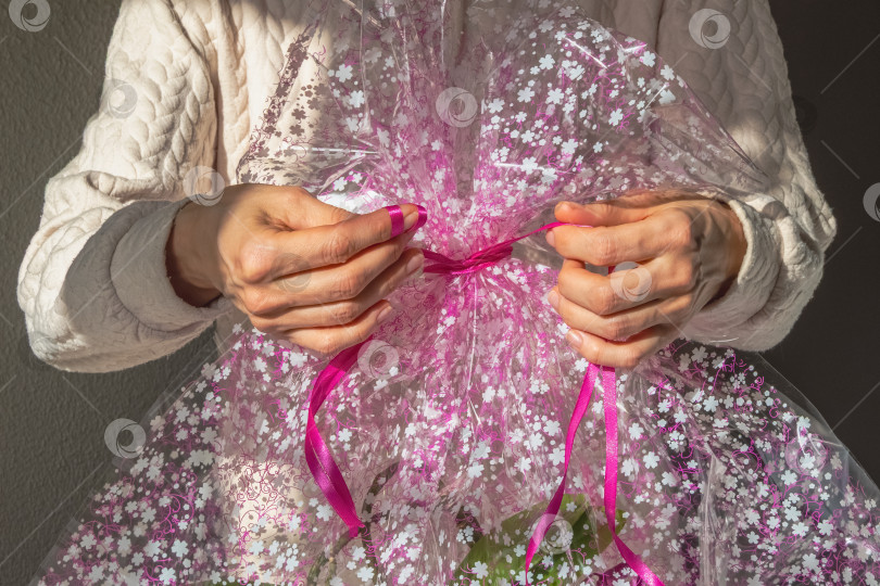 Скачать Руки обвяжите розовой лентой прозрачную подарочную упаковку с орхидеей в горшке. фотосток Ozero