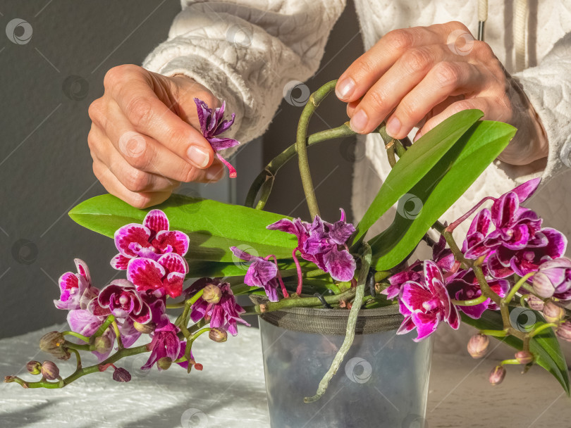 Скачать Женские руки, снимающие увядшие соцветия, ручная работа. фотосток Ozero