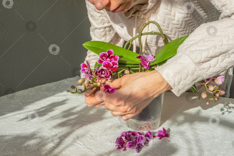 Скачать Высыхание и опадение цветов и бутонов у орхидеи. фотосток Ozero