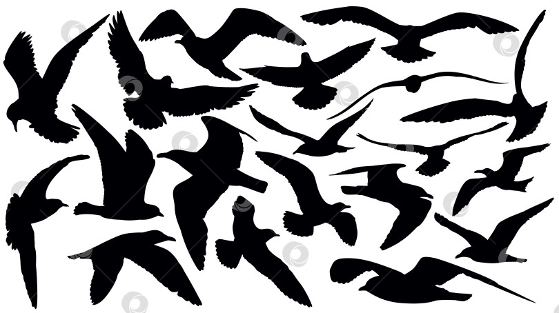 Скачать Силуэты морских чаек. фотосток Ozero