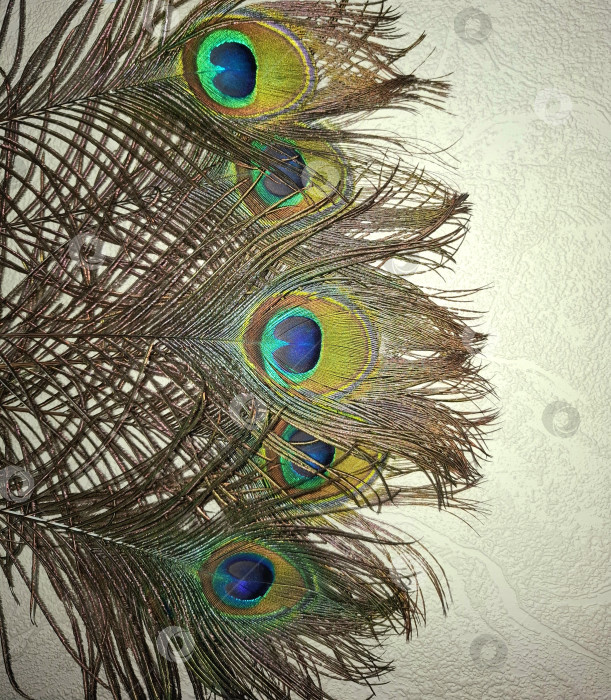 Скачать Яркие павлиньи перья на фоне светлой стены фотосток Ozero