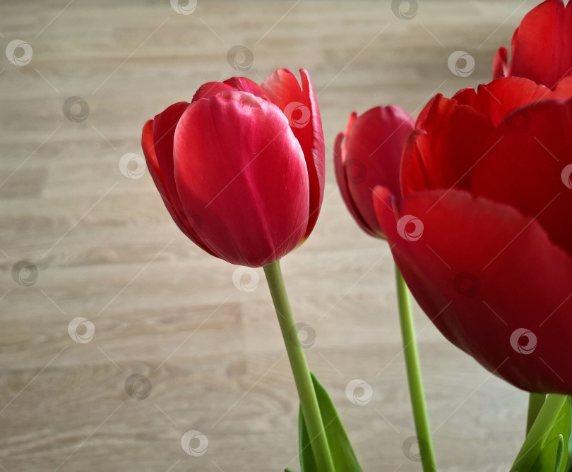 Скачать Крупные красные тюльпаны фотосток Ozero