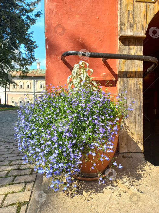 Скачать Большие вазоны с цветами на территории Ростовского Кремля, Россия фотосток Ozero