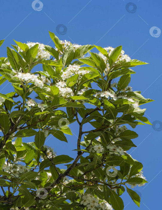 Скачать Цветущий мексиканский боярышник (Crataegus mexicana), широко известный под названиями tejocote, manzanita tejocotera, в городском парке Краснодара или "Галицкий". Ветви с цветами на фоне голубого весеннего неба. фотосток Ozero