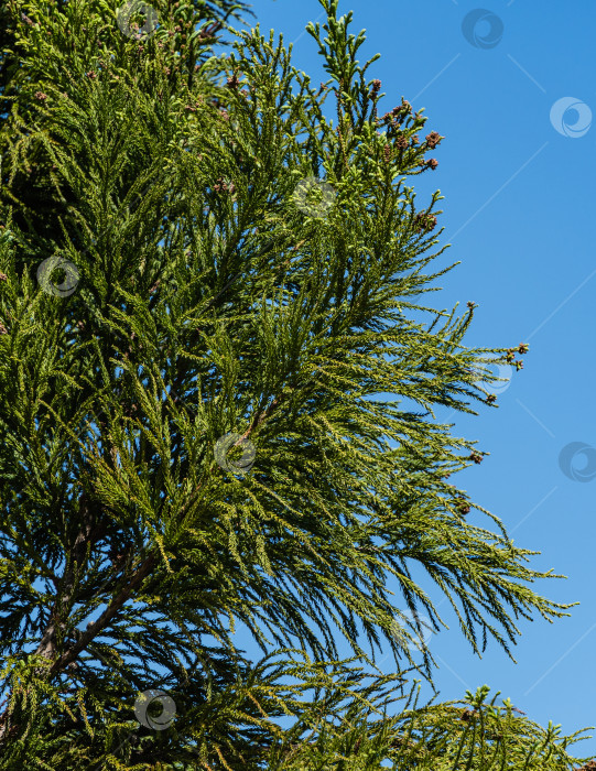 Скачать Коричневые шишки на ветках японской сосны Суги (Cryptomeria Japonica) или купрессуса японского. Выборочный обзор. Крупный план.Японский кедр или секвойя. Городской парк "Краснодар" или парк Галицкого. Весна 2021 фотосток Ozero