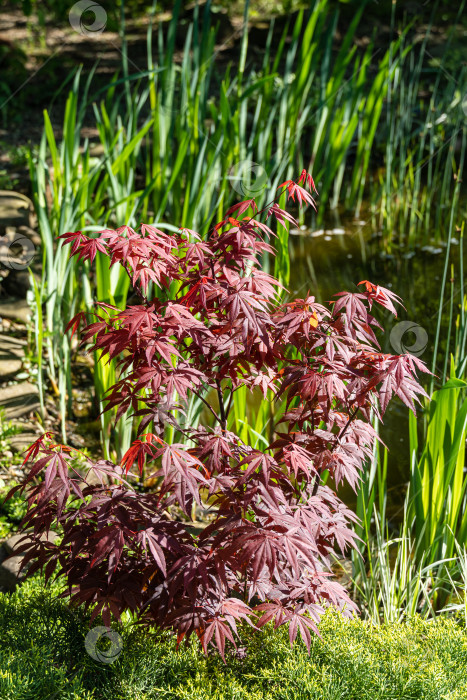 Скачать Японский клен Acer palmatum Atropurpureum на берегу красивого садового пруда. Молодые красные листья на размытом фоне листьев болотного ириса. Весенний ландшафтный сад. Концепция дизайна - природа. фотосток Ozero